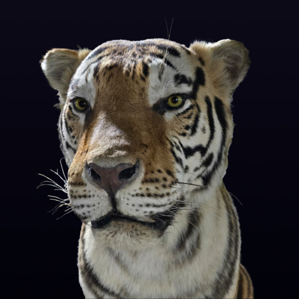 taxidermy tiger on black background